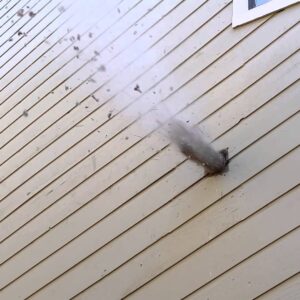 air duct cleaning service cary Dryer Vent Cleaning Cary NC - VentPrevent