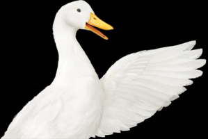 aflac cary Aflac