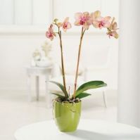 Phalaenopsis Orchid $99.95