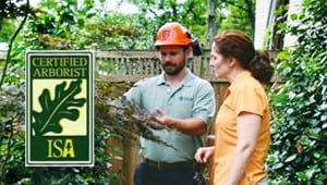 experts in charlotte AAA Tree Experts, Inc.