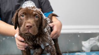 Puppy Bath & Trim Bath, 15-minute brushing, light face trim, nail trim & more for puppies through 5 months old.*