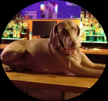 dog friendly pubs charlotte Dog Bar - Charlotte