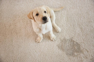 carpet cleaning service fayetteville Total Clean Carpet Care