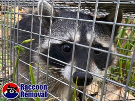 animal protection organization fayetteville Fayetteville Raccoon Removal