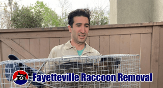 animal protection organization fayetteville Fayetteville Raccoon Removal