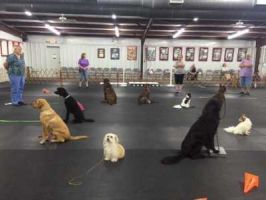 cat trainer fayetteville Cape Fear Dog Training Club