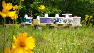 honey farm fayetteville Secret Garden Bees