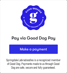 dog breeder greensboro Springdale Labradoodles