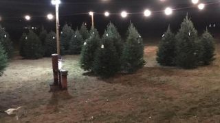 christmas tree farm greensboro Callahan Christmas Trees- Kernersville