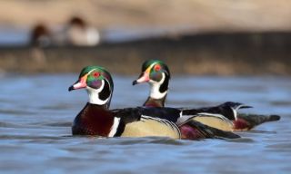 Two wood ducks swim together at LaCreek National Wildlife Refuge