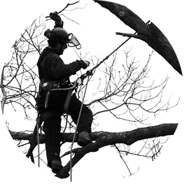 tree pruning raleigh Ashland Tree Service