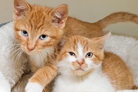 places to adopt dogs raleigh Safe Haven For Cats
