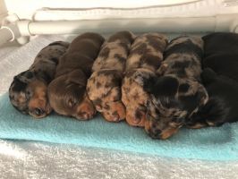 puppies for sale raleigh Oak City Kennels, LLC
