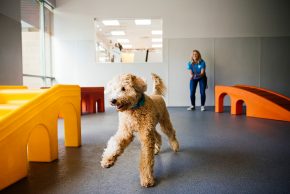 dog boarding kennels raleigh Dogtopia of North Raleigh