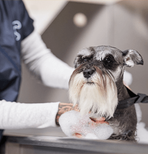 dog washing raleigh Petco Dog Grooming