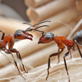 cockroach pest control raleigh Bulwark Exterminating