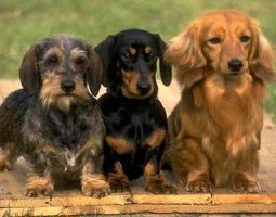 dog breeders raleigh Oak City Kennels, LLC