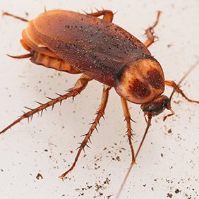 cockroach pest control raleigh Bulwark Exterminating