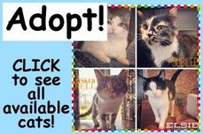 places to adopt cats raleigh Meow House Cat Rescue