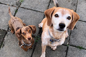 Dachshund and Beagle