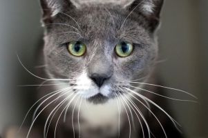 places to adopt cats raleigh Wake County Animal Center