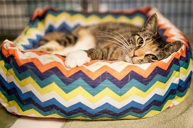 places to adopt dogs raleigh Safe Haven For Cats
