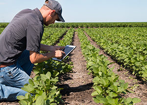Agronomist Using a Tablet in an Agricultural Field