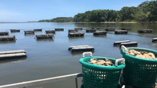 oyster supplier wilmington Middle Sound Mariculture - Oyster Company
