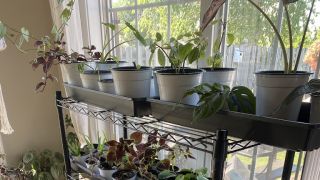 interior plant service wilmington Manda’s Plants