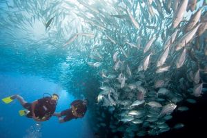 scuba tour agency wilmington Extended Range Diving Services